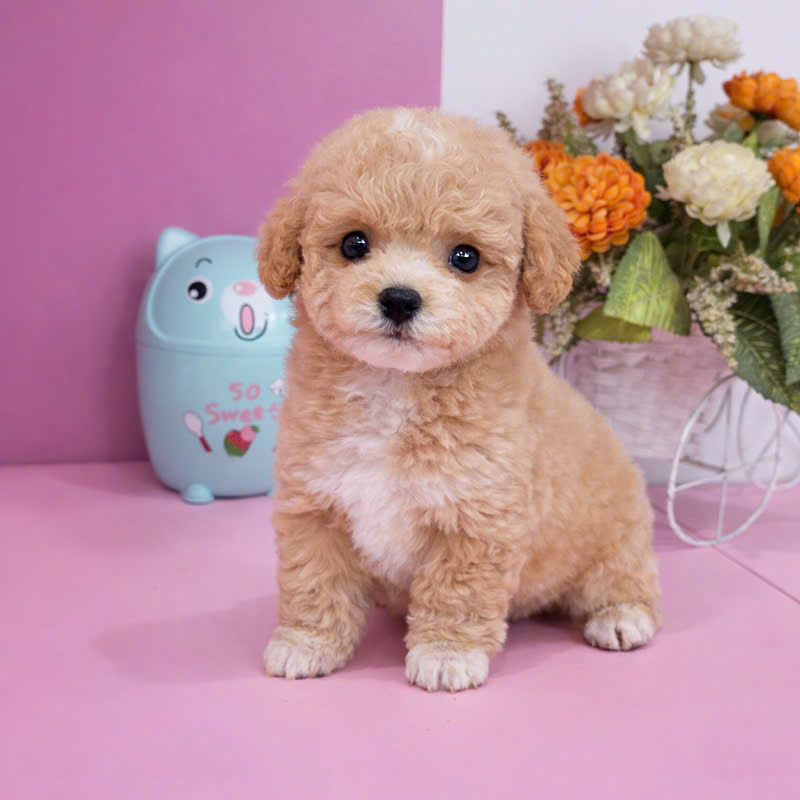 Chó Poodle PN15980